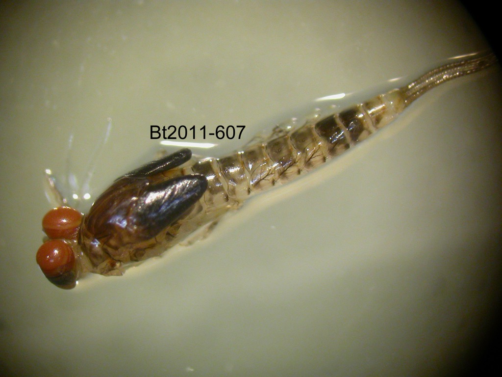 dorsal