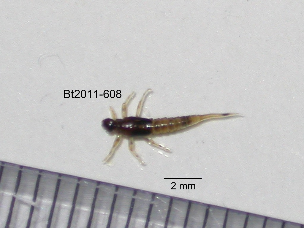 dorsal