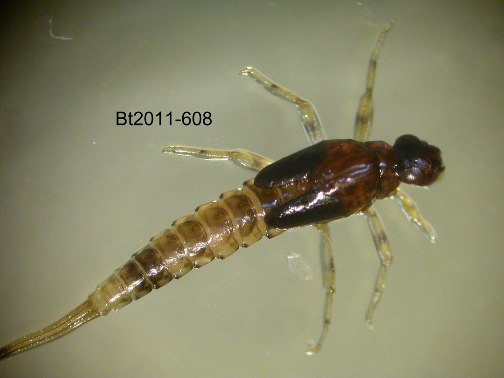 dorsal