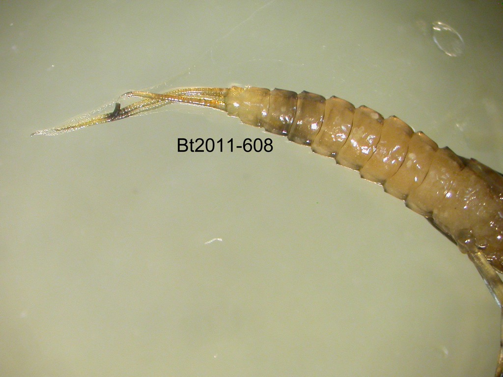 abdomen ventral