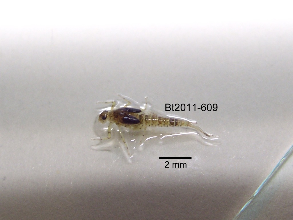dorsal