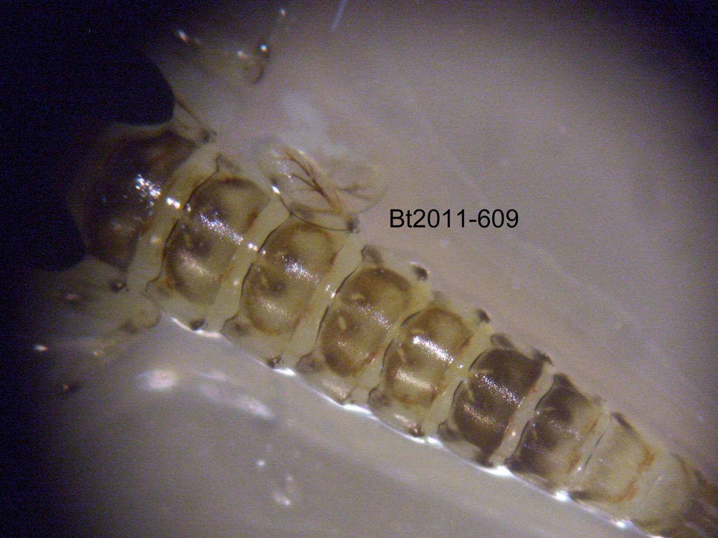abdomen dorsal