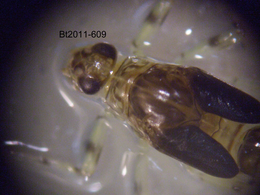 head and thorax dorsal