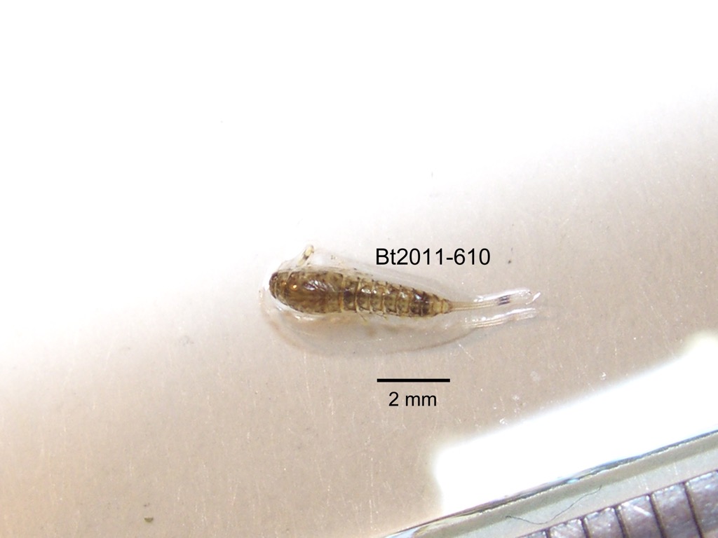 dorsal