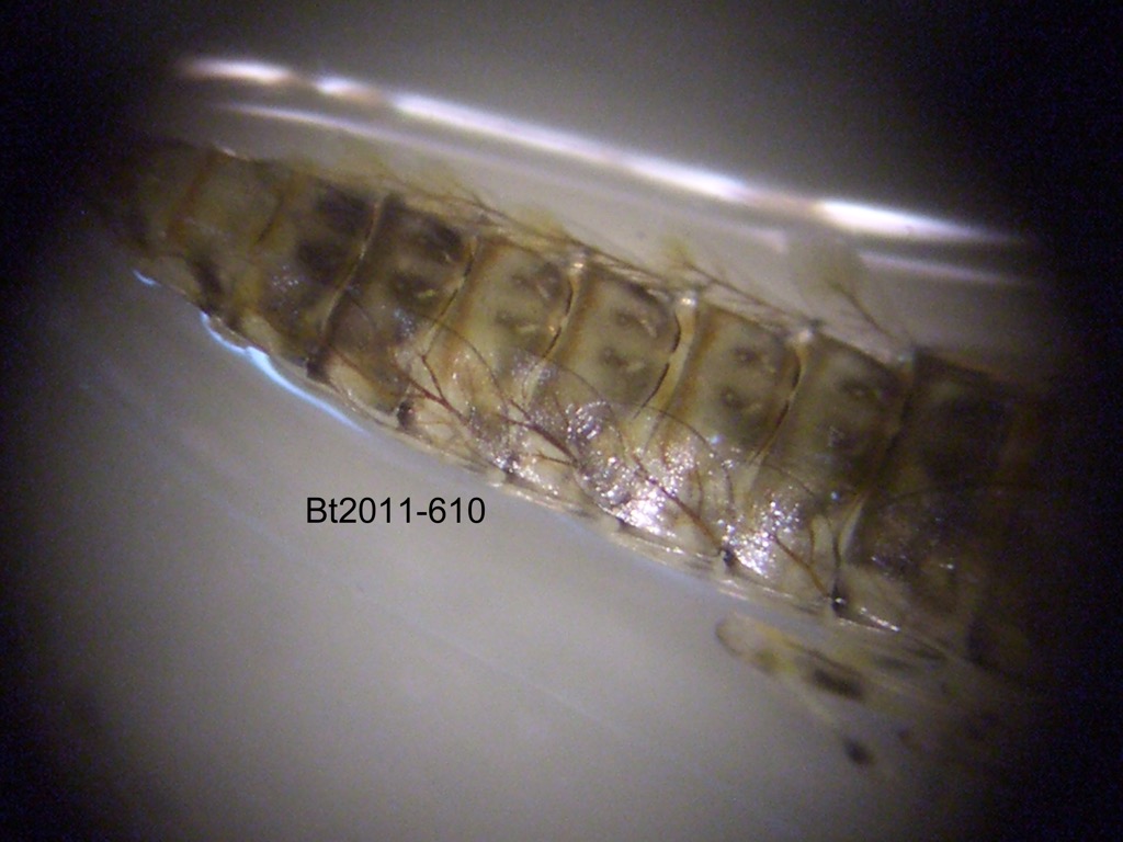 abdomen dorsal