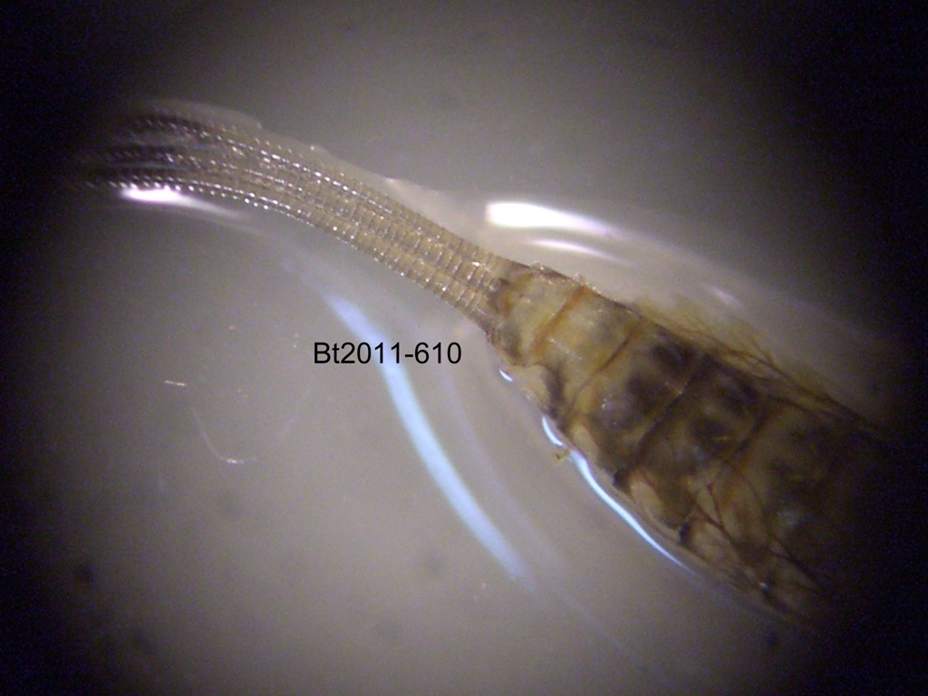 abdominal apex dorsal
