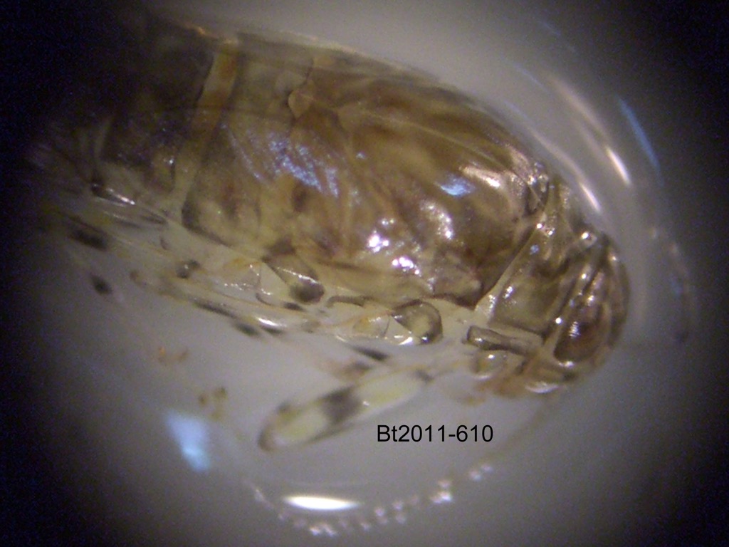 head and thorax dorsal