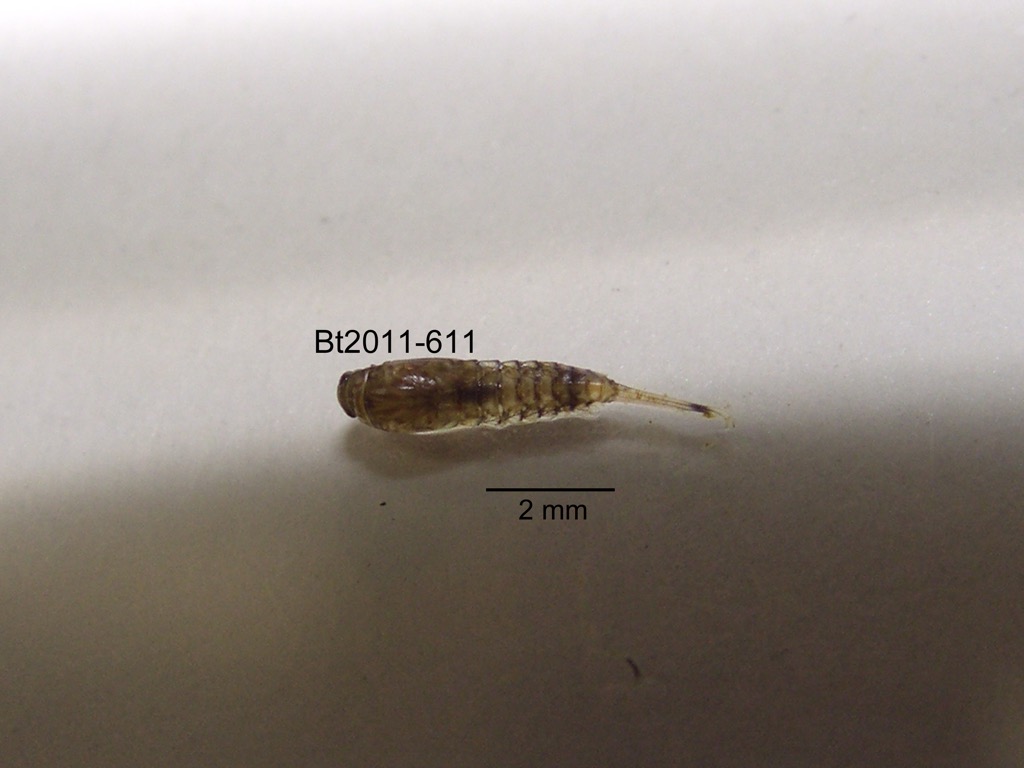 dorsal
