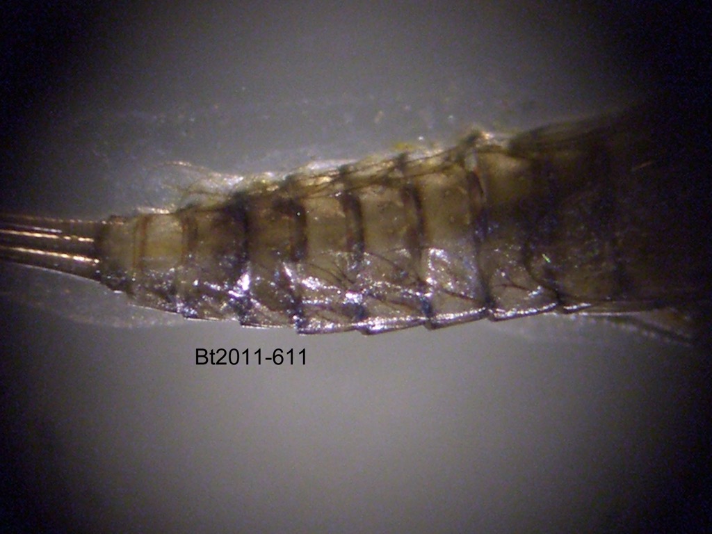 abdomen dorsal