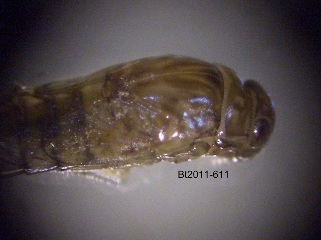 head and thorax dorsal