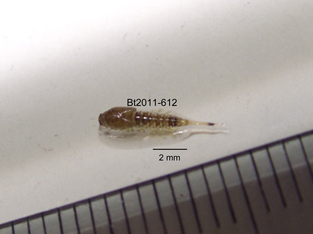 dorsal