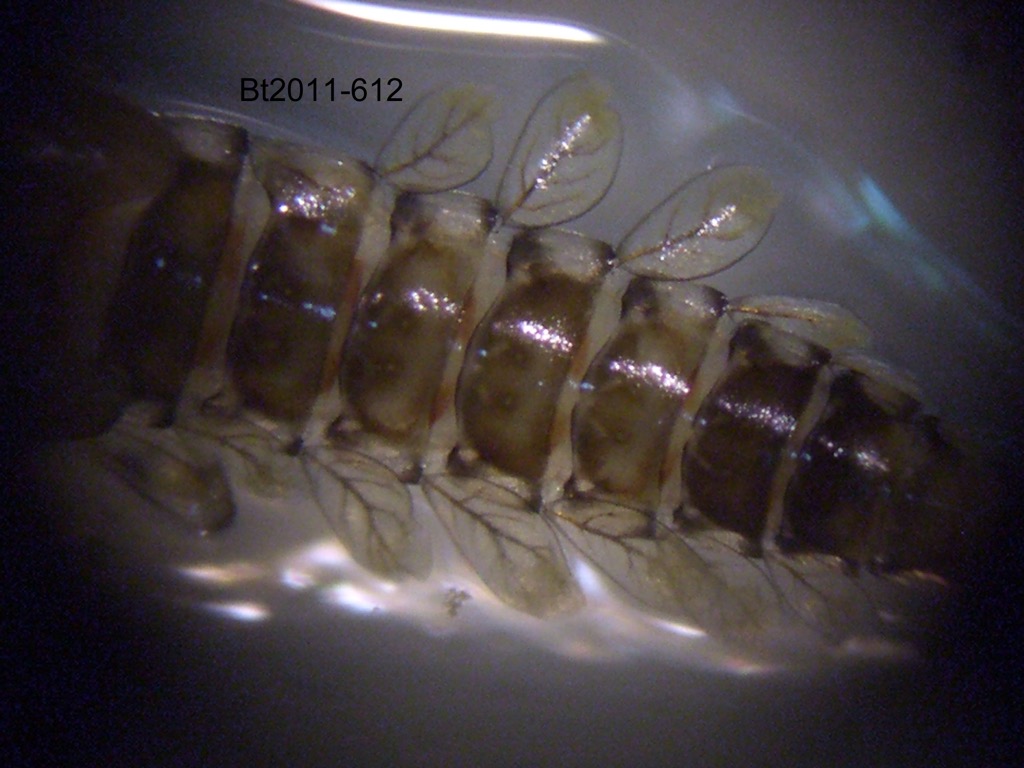 abdomen dorsal