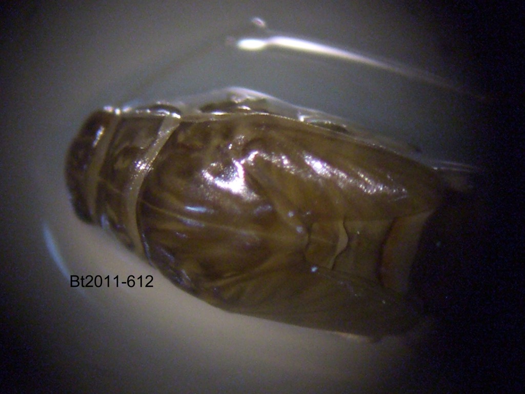 head and thorax dorsal