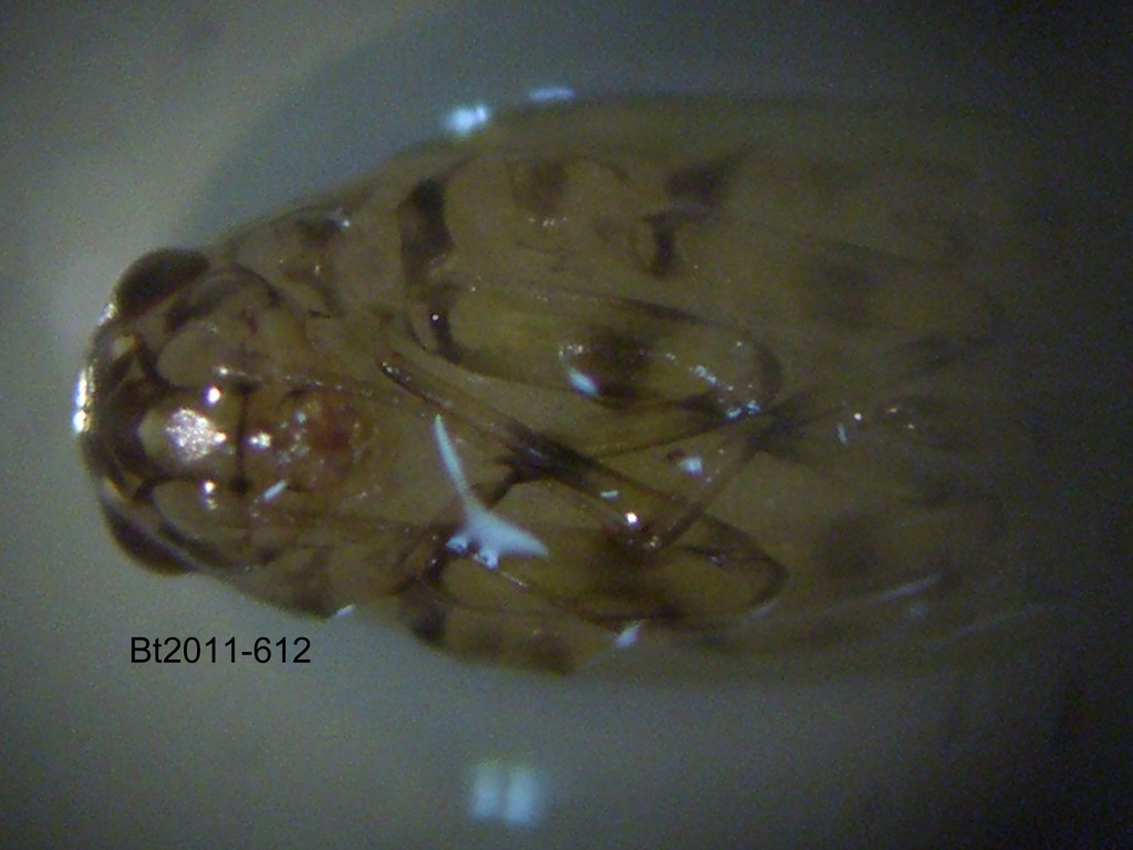 head and thorax ventral