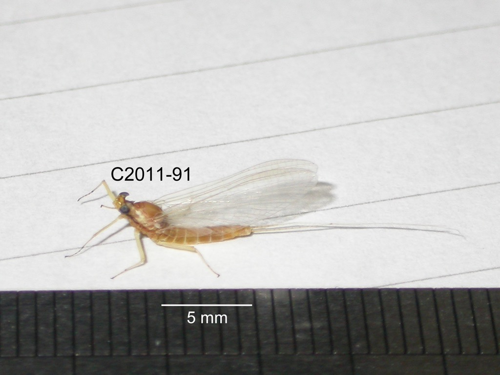 lateral