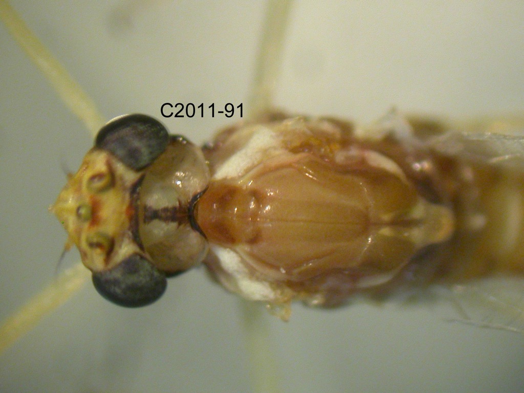 head and thorax dorsal