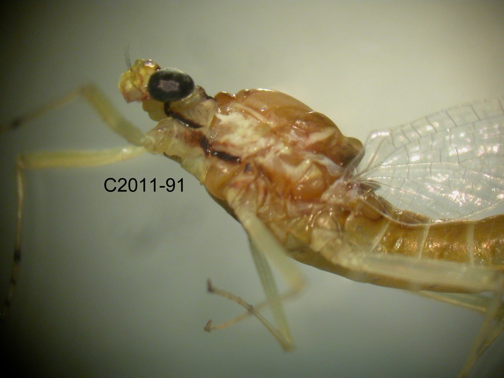 head and thorax lateral