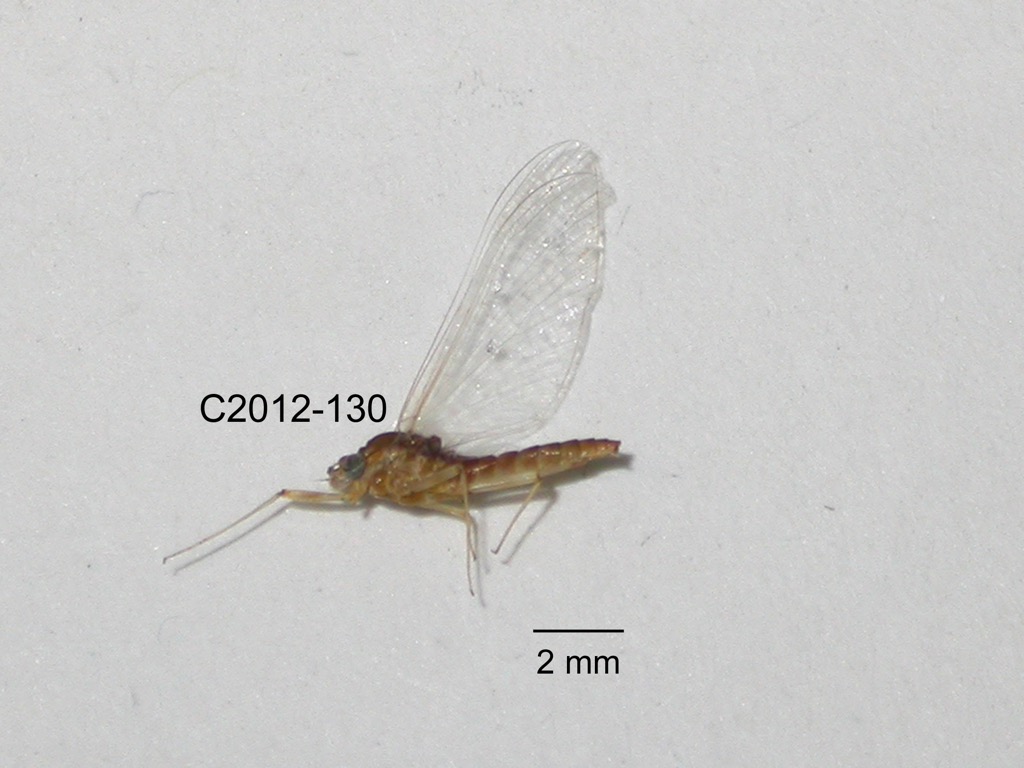 lateral