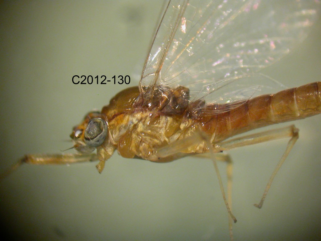 head and thorax lateral