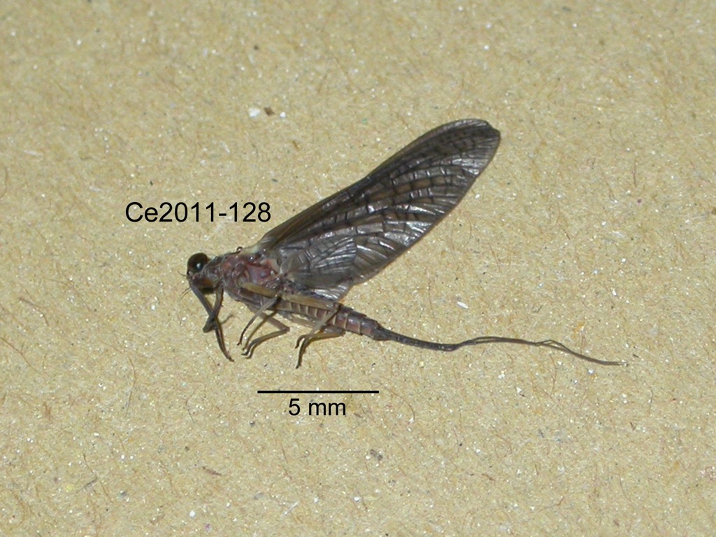 lateral