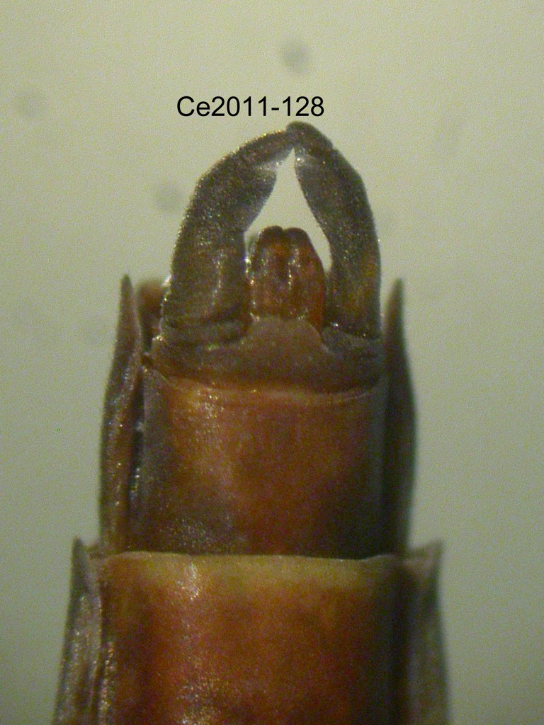 genitalia ventral