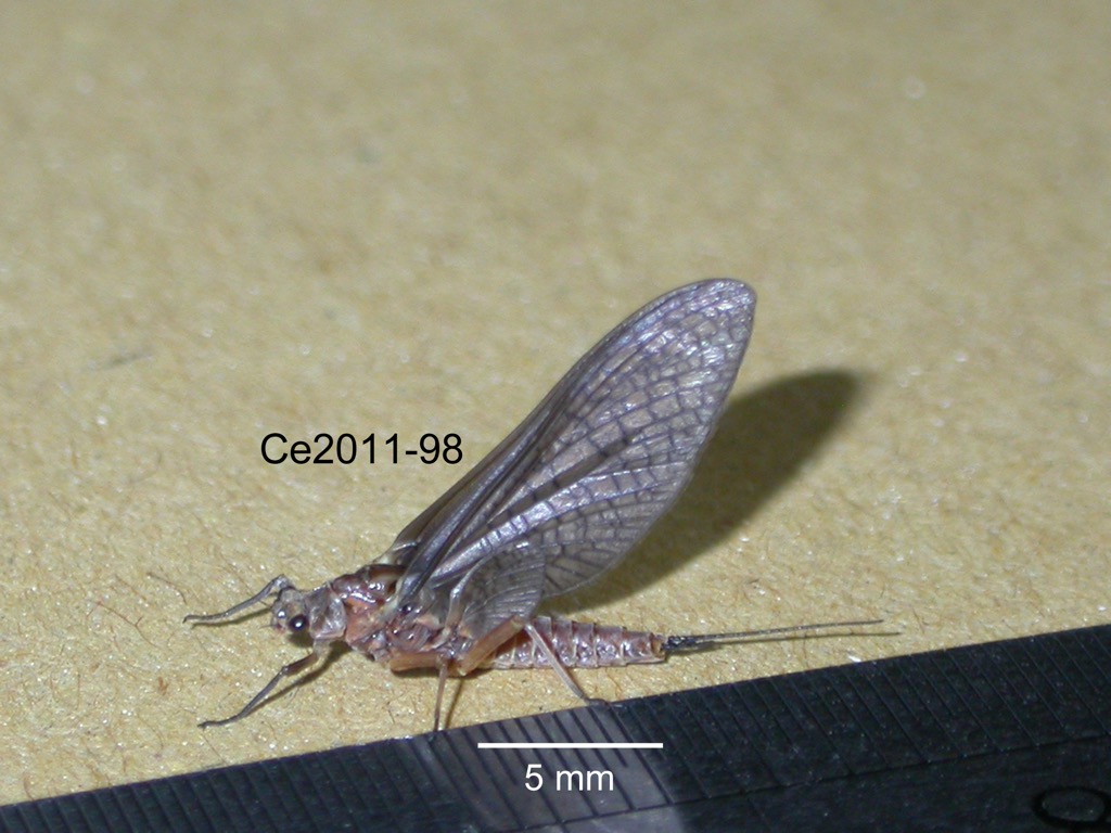 lateral