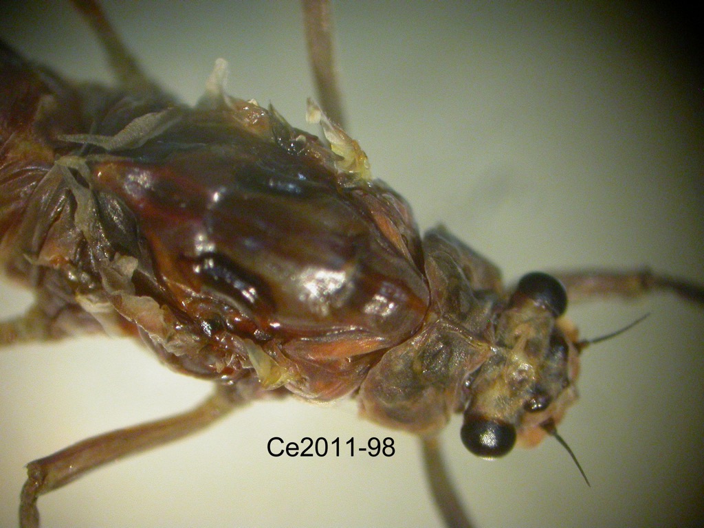 head and thorax dorsal
