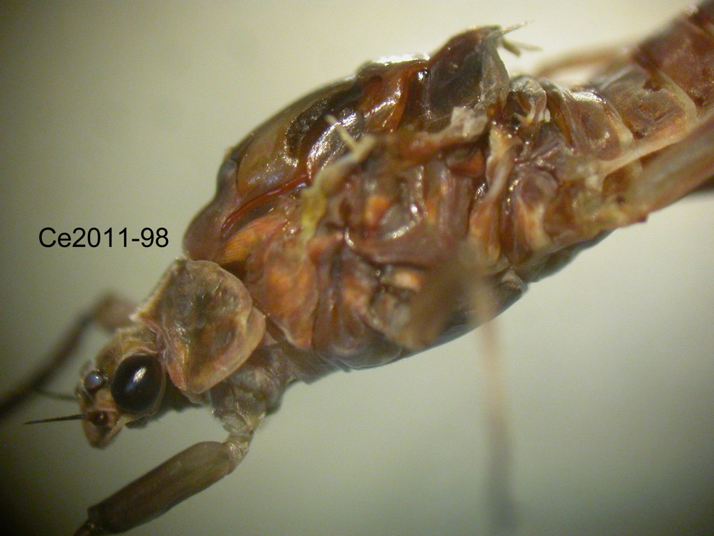 head and thorax lateral