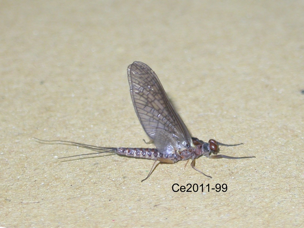 lateral