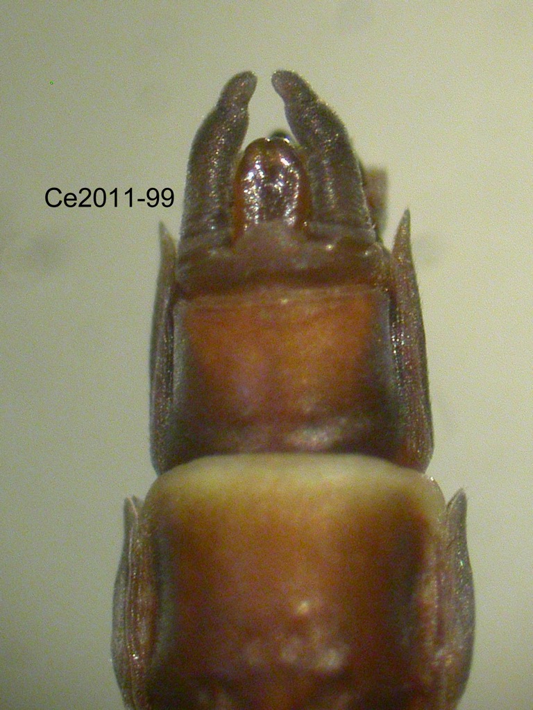 genitalia ventral