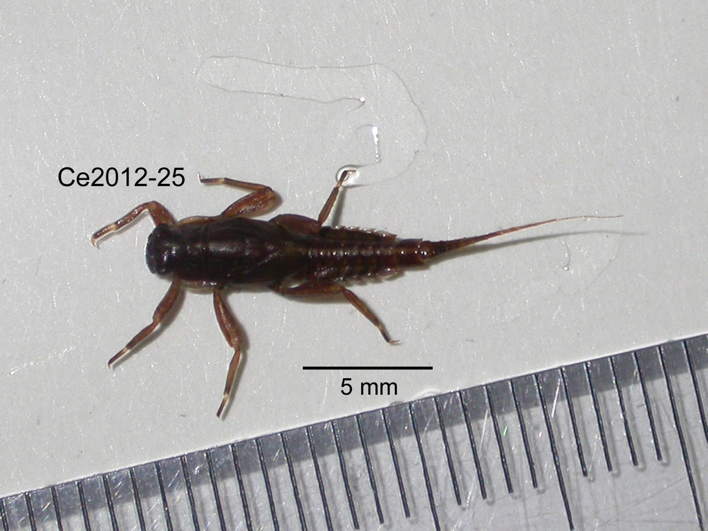 dorsal