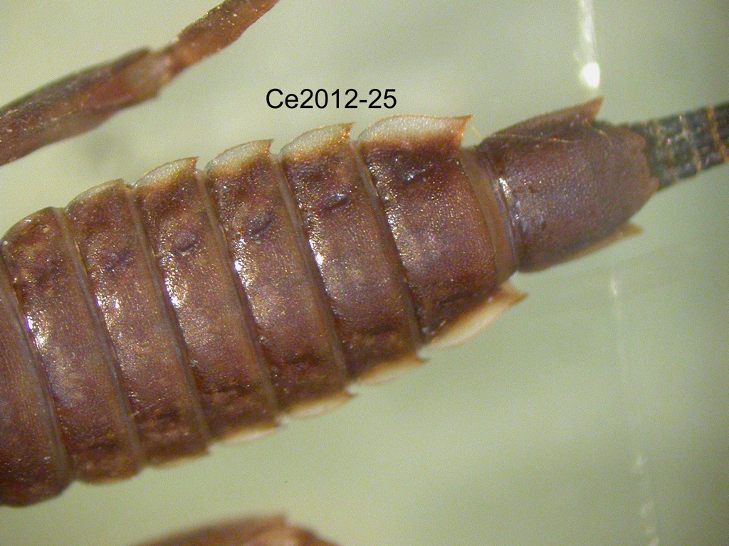 abdomen ventral
