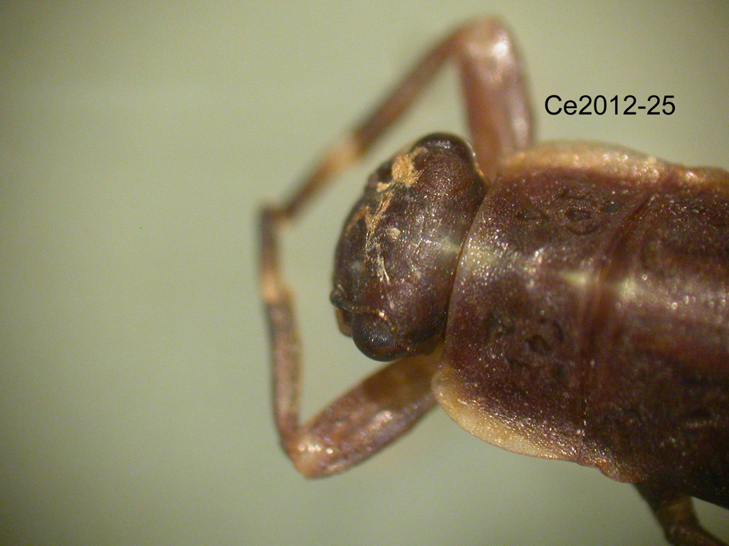 head and thorax dorsal