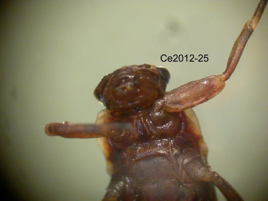 head and thorax ventral
