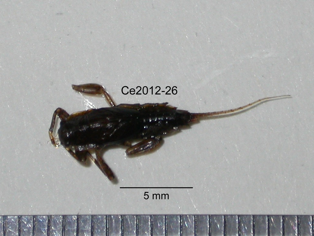 dorsal