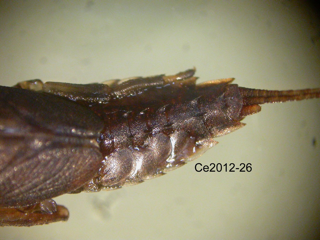 abdomen dorsal
