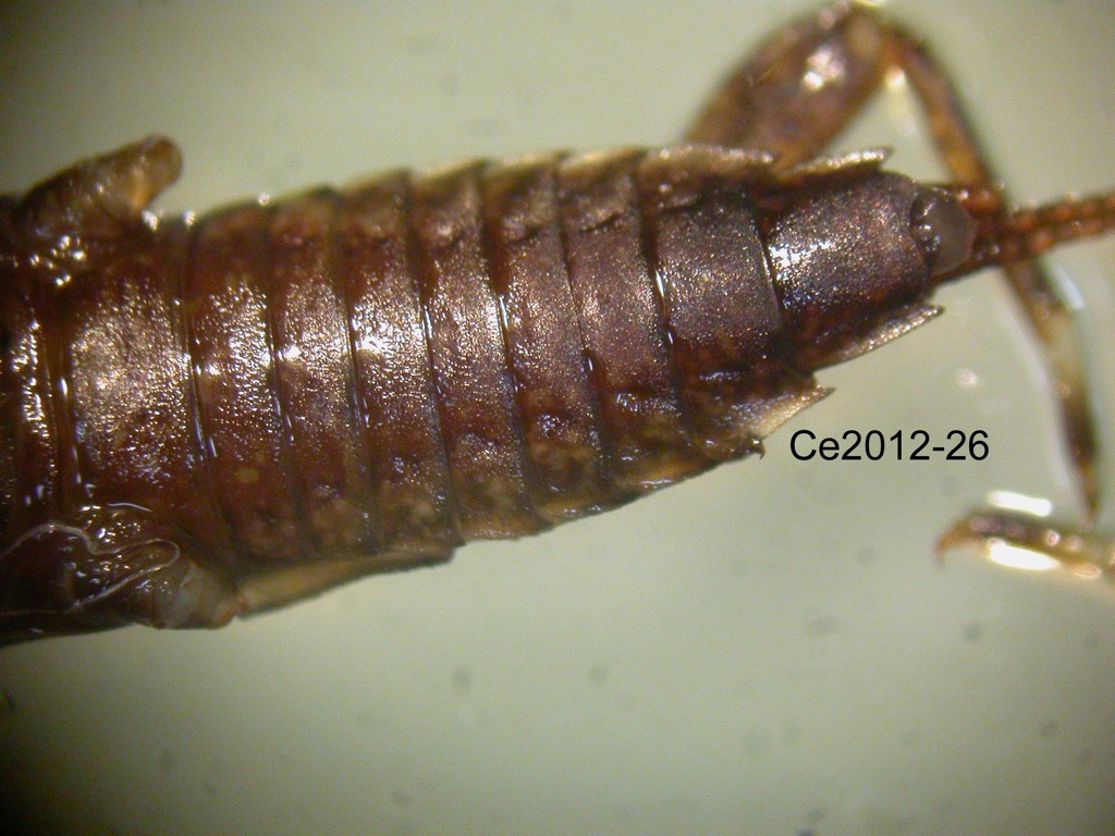 abdomen ventral