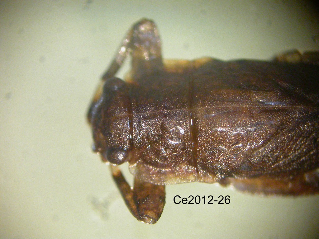 head and thorax dorsal