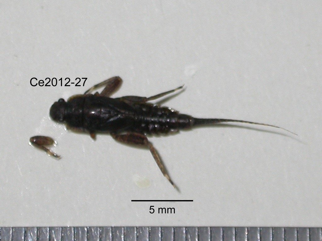 dorsal