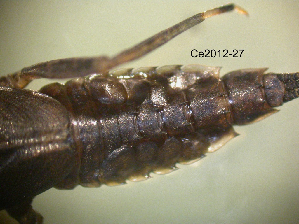abdomen dorsal