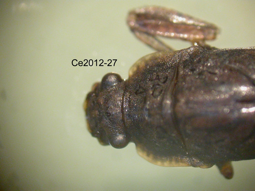 head and thorax dorsal