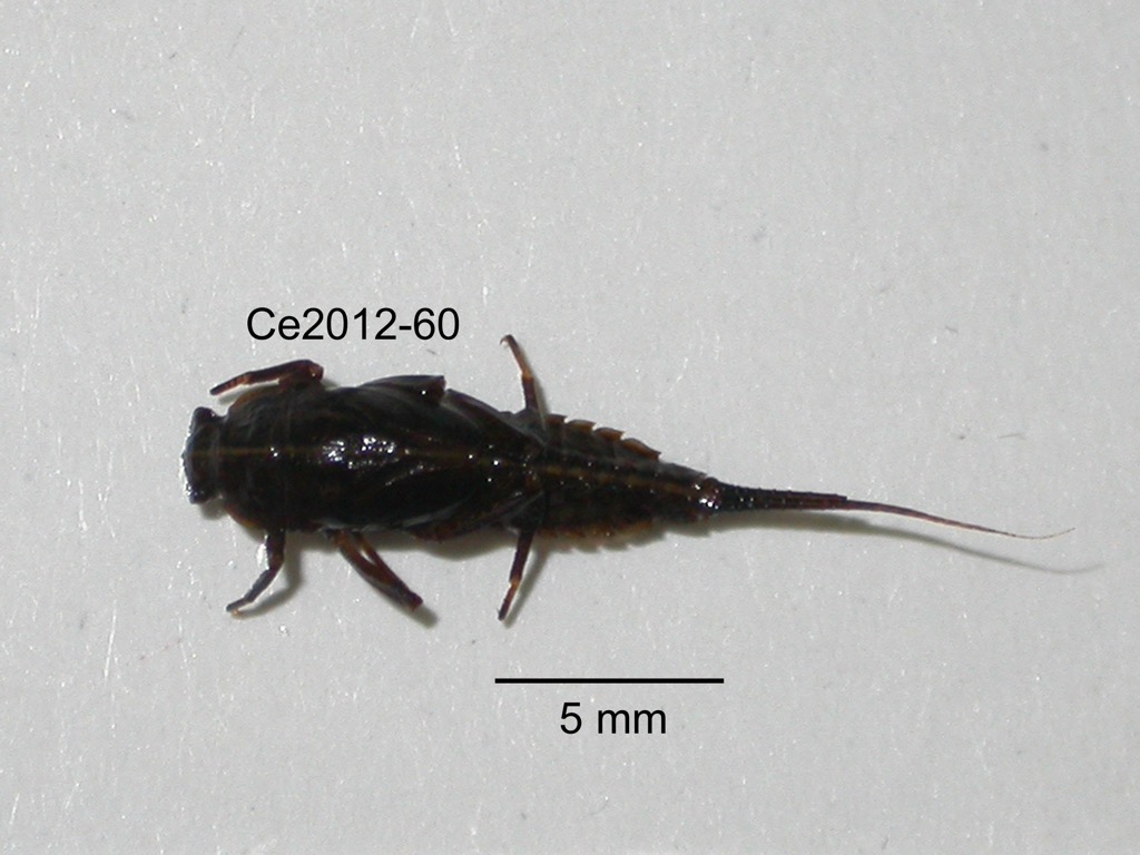dorsal