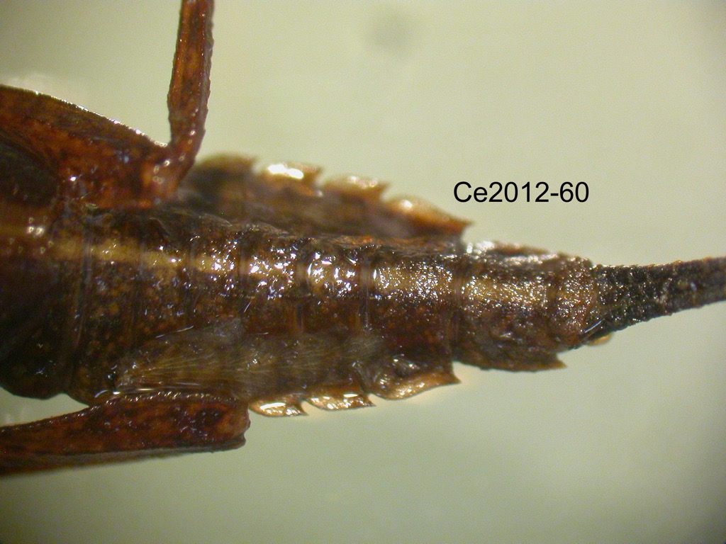 abdomen dorsal