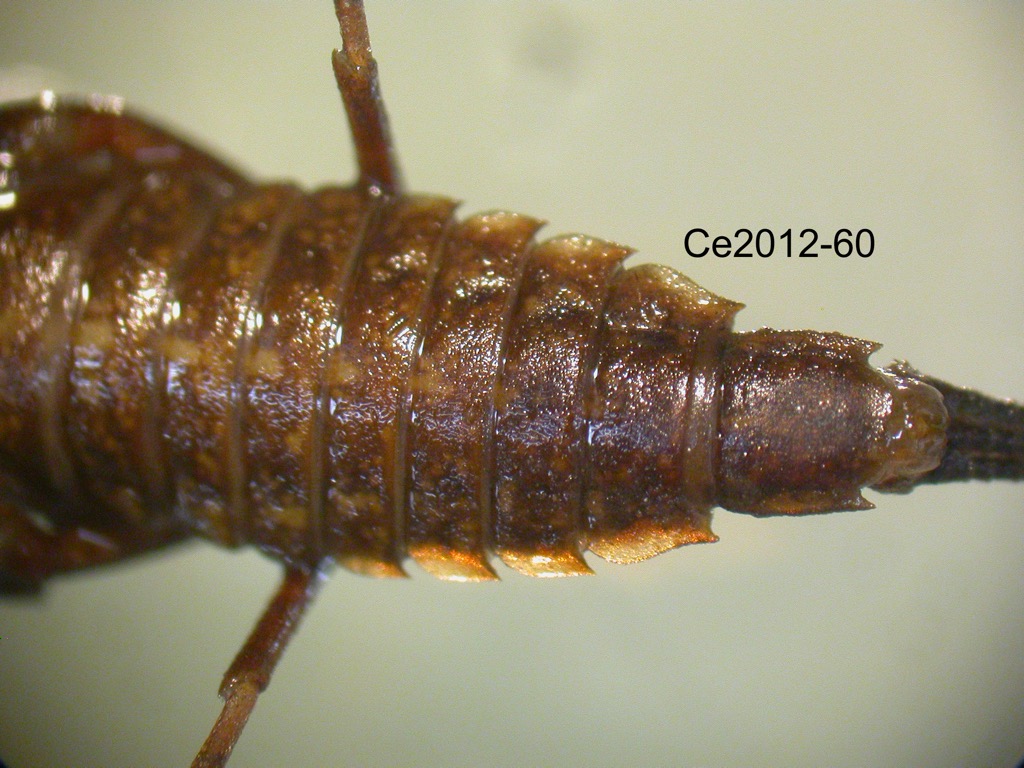 abdomen ventral