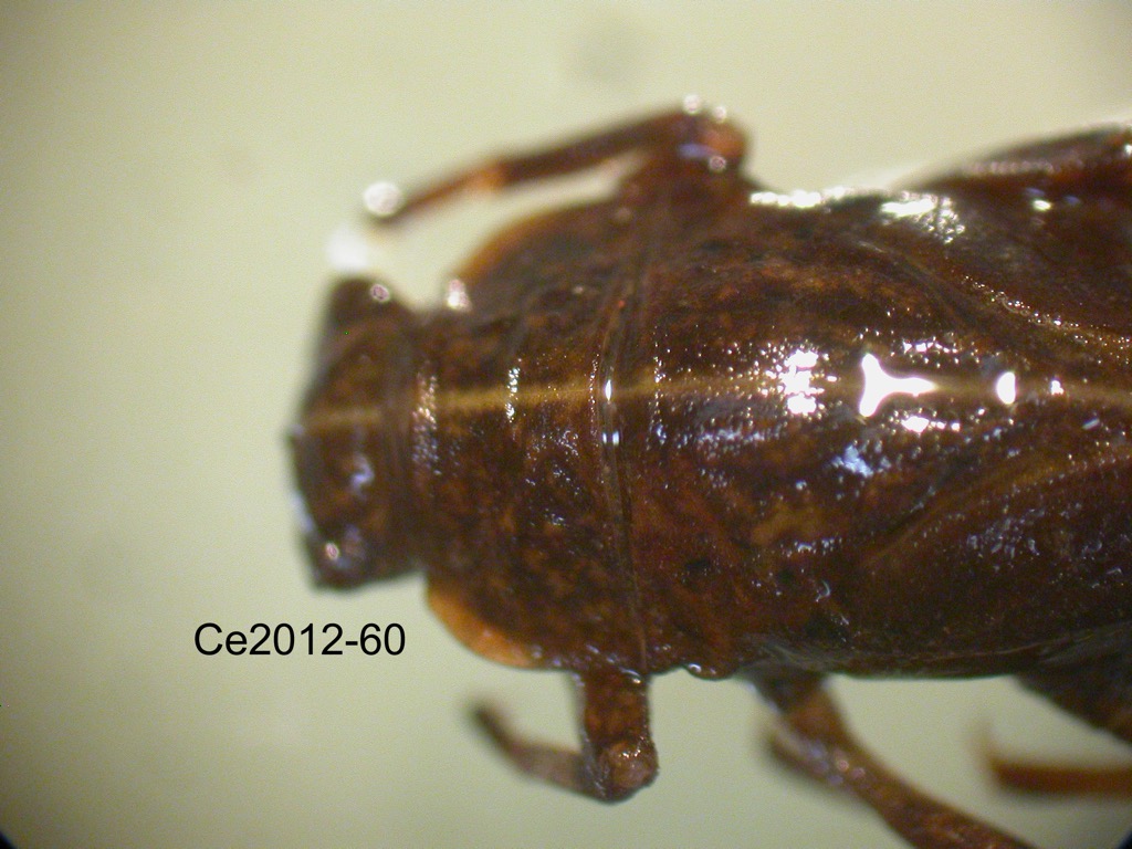 head and thorax dorsal