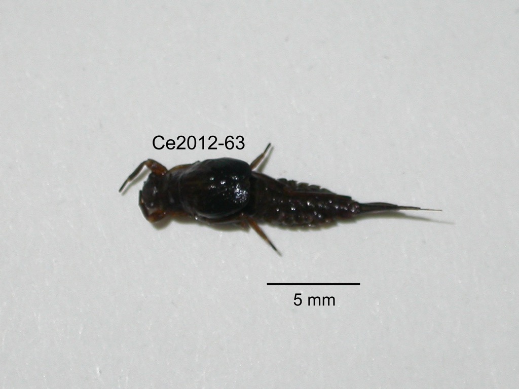 dorsal