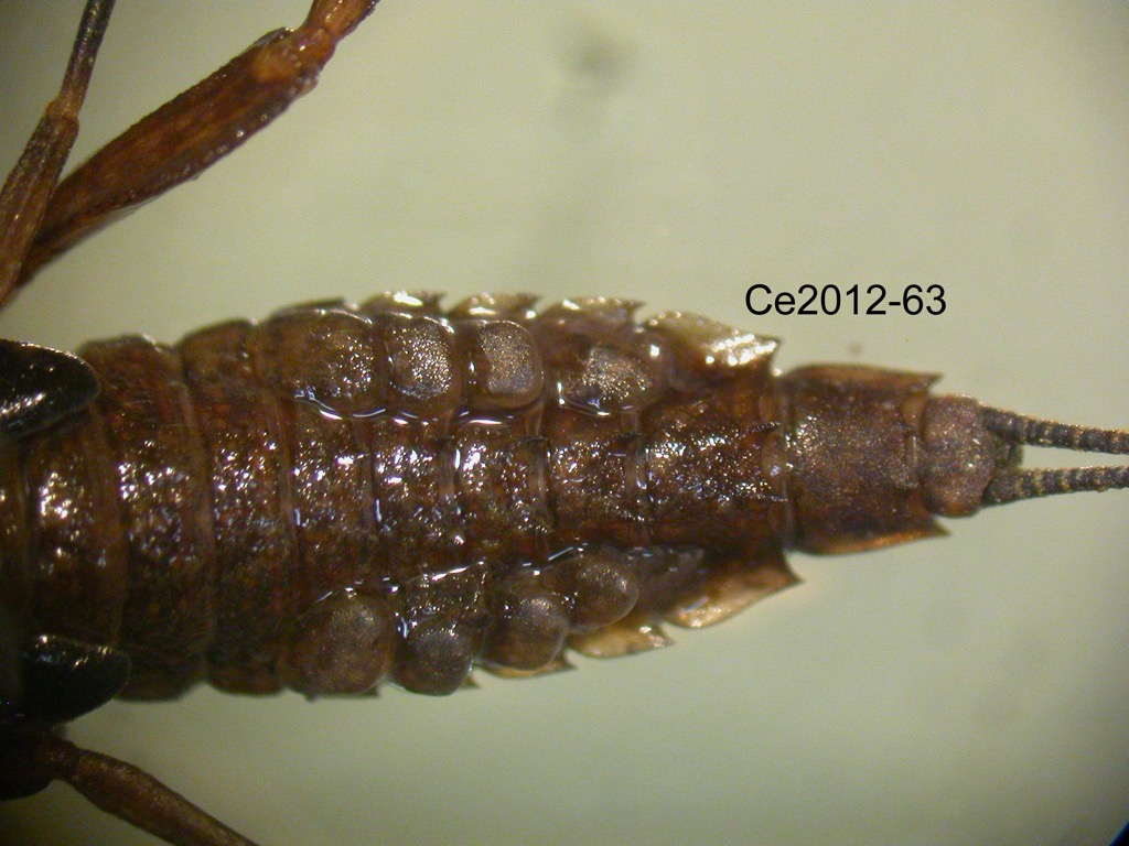 abdomen dorsal