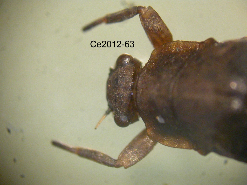 head and thorax dorsal