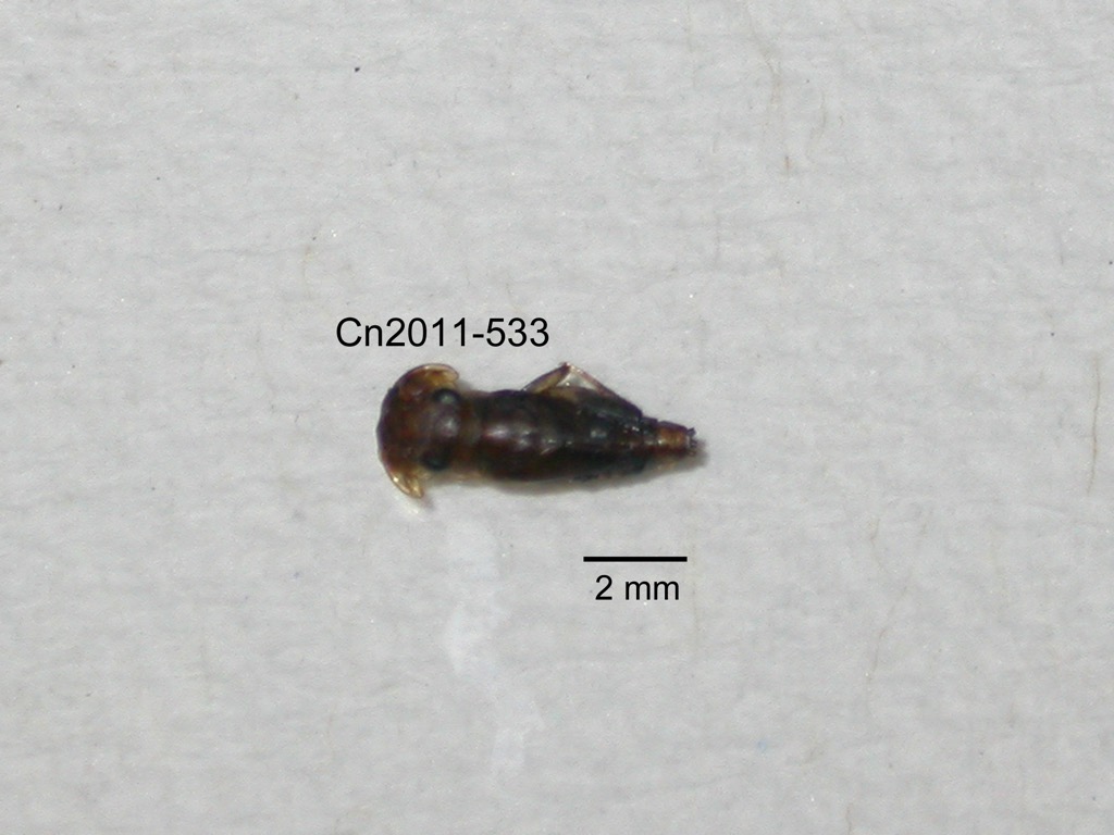 dorsal
