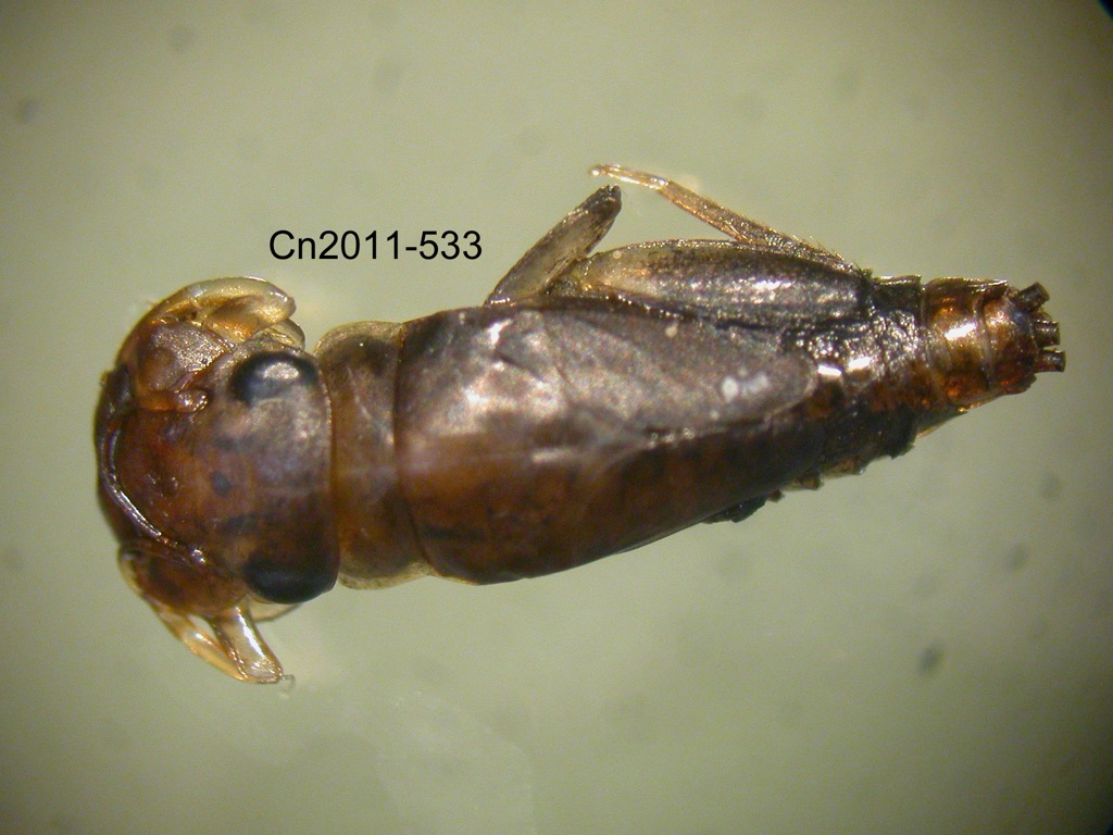 dorsal